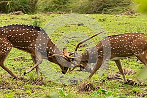 Two male spotted deers fighting with each other