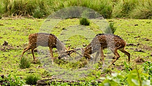 Two male spotted deers fighting with each other