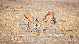 Two male springbok  Antidorcas Marsupialis fighting, Etosha National Park, Namibia.