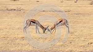 Two male springbok Antidorcas Marsupialis fighting, Etosha National Park, Namibia