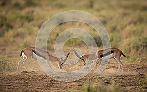 Two male Thompson Gazelle, fighting for dominance, Amboseli, Kenya