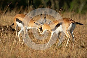 Two male Thomson gazelles butt heads together