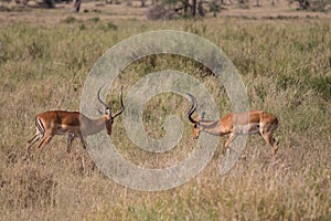 Two male Thomson's fighting