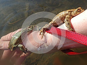 Two male toad males confuse a female`s arm with a female toad and cling to it