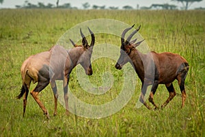 Two male topi fight in long grass