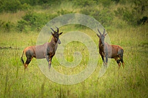 Two male topi stand in long grass