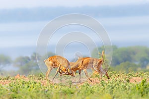 Two male Ugandan Kob Kobus kob thomasi fighting, Murchison Falls National Park, Uganda.