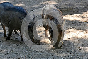 Wild boars looking for food in the ground photo