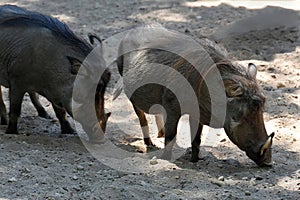 Wild boars looking for food in the ground photo