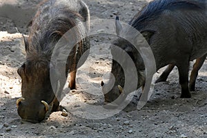 Wild boars looking for food in the ground photo
