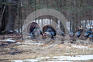 Two male wild eastern turkeys (Meleagris gallopavo) displaying and strutting in front of hens