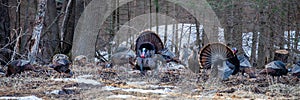 Two male wild eastern turkeys (Meleagris gallopavo) displaying and strutting in front of hens