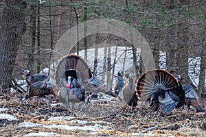 Two male wild eastern turkeys (Meleagris gallopavo) displaying and strutting in front of hens