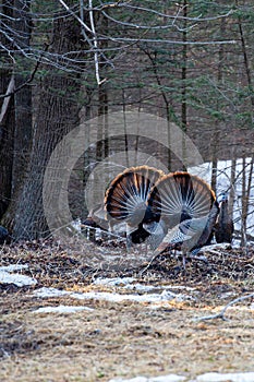 Two male wild eastern turkeys (Meleagris gallopavo) displaying and strutting in front of hens