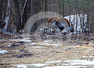 Two male wild eastern turkeys (Meleagris gallopavo) displaying and strutting in front of hens