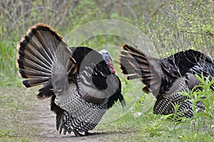 Two Male Wild Turkeys Displaying