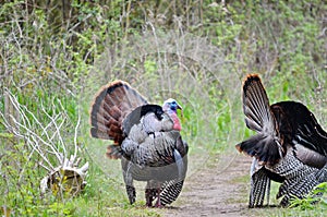 Two Male Wild Turkeys Displaying