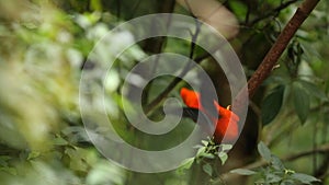 Two Males of Andean Cock-of-the-rock Rupicola peruvianus lekking and dyplaing on branch and waiting for females, Ecuador