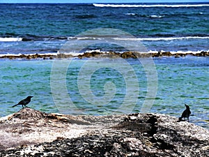 Two males Antillean blackbird grackle on a beach in Guadeloupe