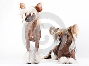 Two males of Chinese Crested Dog