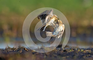 Two males of Eurasian skylark battle against each other close to the soil