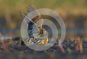 Two males of Eurasian skylark in ferocious fight against each other on the ground