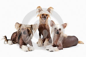 Two males and female of Chinese Crested Dog