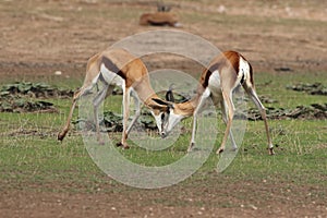 The two males of springbok Antidorcas marsupialis are fighting for the female in background in the dried riverbed in the desert