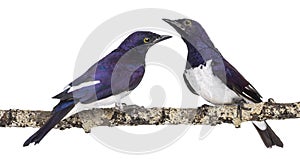 Two Males Violet-backed Starling on a branch