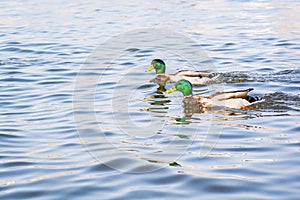 Two males of wild duck swimming on the river