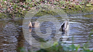 Two mallard, Anas platyrhynchos, a male and a female are diving for food. The mallard is a dabbling duck that breeds