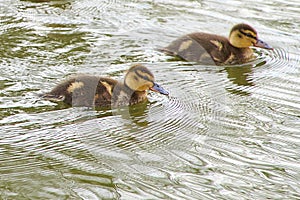 two mallard ducklings swimming together