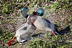 Two Mallard Ducks agressively fighting