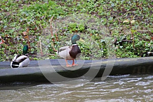 Two Mallard ducks on the banks of the river Cynon