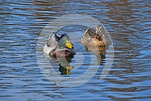 Two mallard ducks in blue wavy water