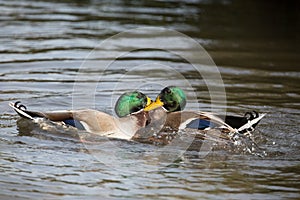 Two mallard ducks fighting, unedited image.