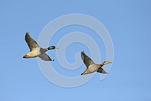 Two mallard ducks in flight