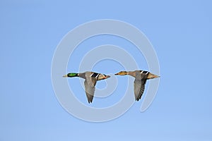 Two mallard ducks in flight