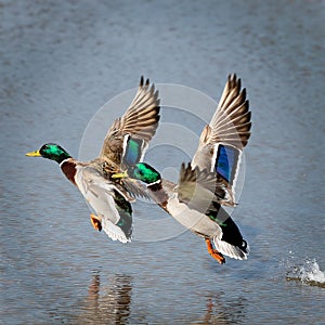 Two mallard ducks in flight