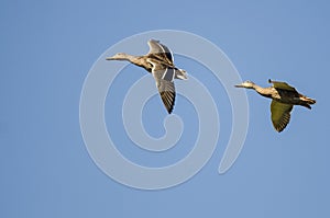 Two Mallard Ducks Flying in Blue Sky