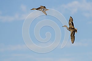 Two Mallard Ducks Flying in a Blue Sky