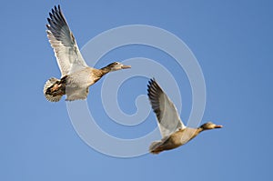 Two Mallard Ducks Flying in a Blue Sky