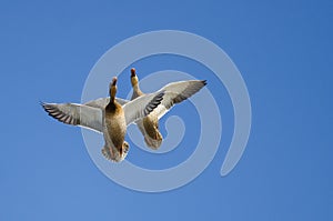 Two Mallard Ducks Flying in a Blue Sky