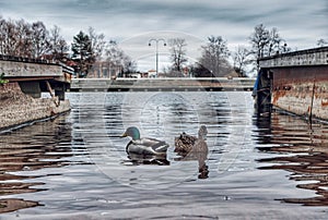 Two mallard ducks in lake at harbor