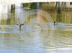 Two mallard ducks on the lake water