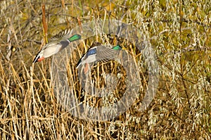 Two Mallard Ducks Landing in the Autumn Marsh