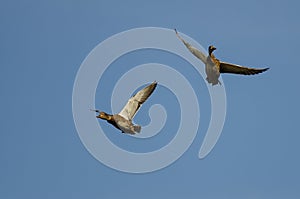 Two Mallard Ducks and a Near Midair Collision