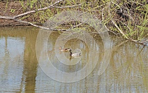 Two mallard ducks on a pond.