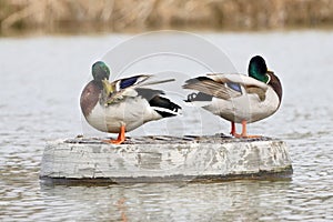 Two mallard ducks preen their feathers on the drain of a pond