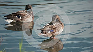 Two Mallard Ducks Preening Its Feathers 3